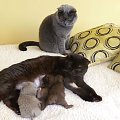 British Shorthair Cattery Strefa Mruku*PL