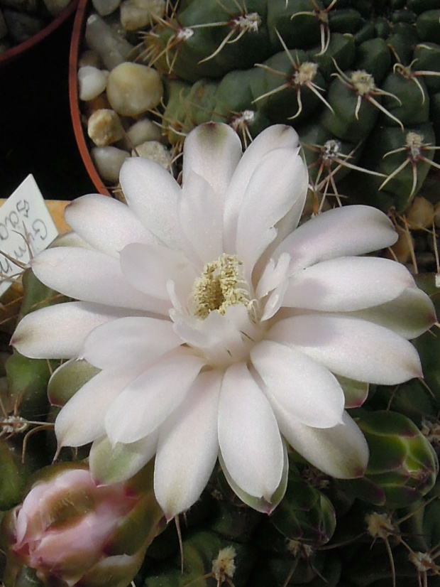 Gymnocalycium damsii #kaktusy