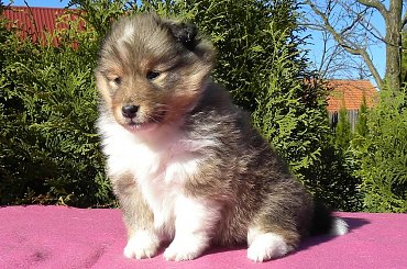 #OwczarekSzetlandzki #sheltie