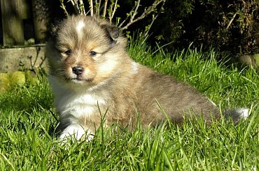 #OwczarekSzetlandzki #sheltie