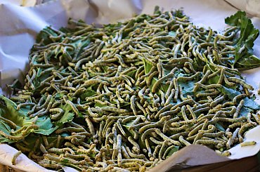 W fabryce jedwabiu - małe gąsienice zaczynają życie #tajlandia #azja #ChaingMai #jedwab