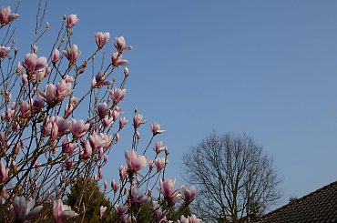 ... #magnolia #przyroda #wiosna