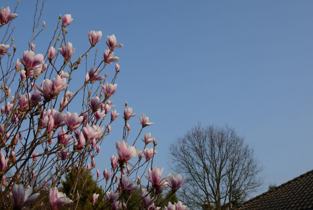 ... #magnolia #przyroda #wiosna
