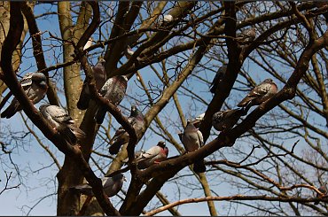 Przysiadły sobie #Kołobrzeg #Park18Marca #Wiosna