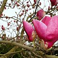 Wiosna na działce - rozkwitające kwiaty magnolii