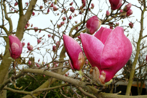 Wiosna na działce - rozkwitające kwiaty magnolii