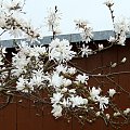 Wiosna na działce - magnolia gwiaździsta