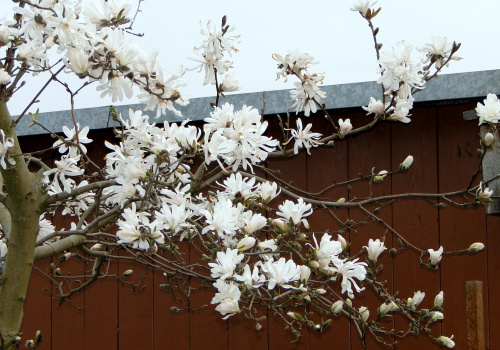 Wiosna na działce - magnolia gwiaździsta