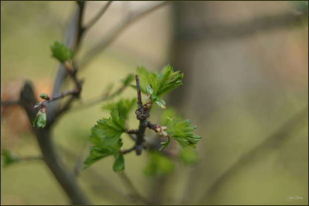 zielona..." GO "(test Porst Color Reflex MC Auto 1:1,4 55 mm)