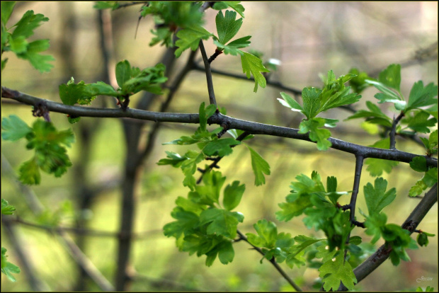 zielona..." GO "(test Porst Color Reflex MC Auto 1:1,4 55 mm)