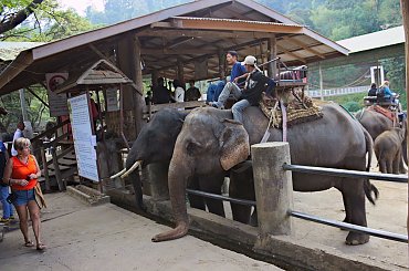 Z wizytą w wiosce słoni #azja #dżungla #jungle #mamut #słoń #tajlandia #tropik