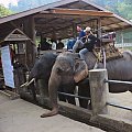 Z wizytą w wiosce słoni #azja #dżungla #jungle #mamut #słoń #tajlandia #tropik