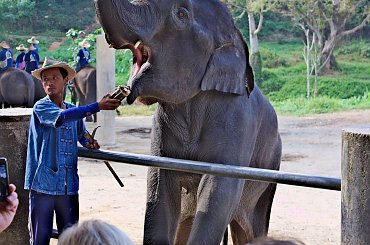 Z wizytą w wiosce słoni #azja #dżungla #jungle #mamut #słoń #tajlandia #tropik