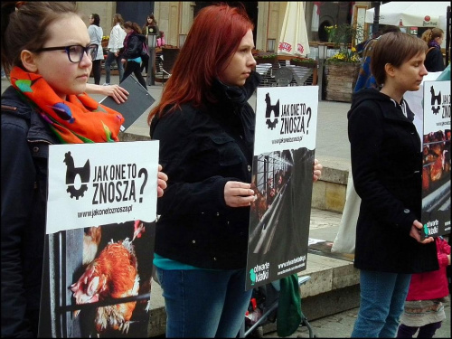Kraków.Rynek Główny [12.04] Protest przeciwko klatkowej hodowli kur i sprzedaży tak pozyskiwanych jajek...