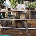Noworodek #azja #słoń #tajlandia