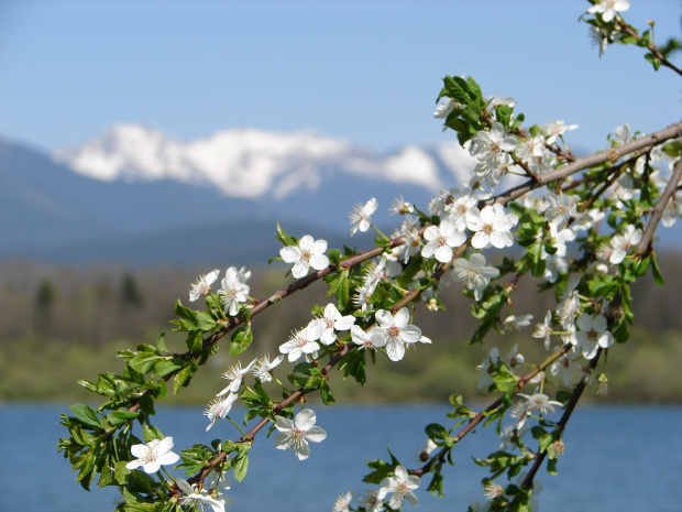 Wiosna w Tatrach i na Podtatrzu