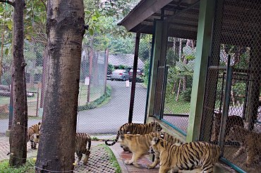 Z wizyta u tygrysów #azja #tajlandia #tygrys #tygrysy