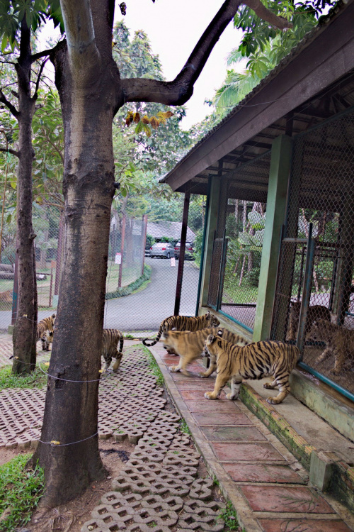 Z wizyta u tygrysów #azja #tajlandia #tygrys #tygrysy