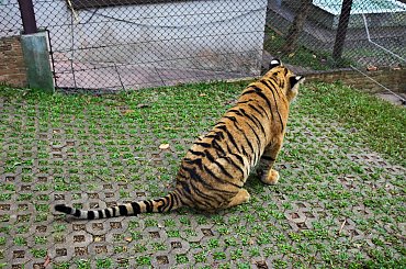 Z wizyta u tygrysów #azja #tajlandia #tygrys #tygrysy