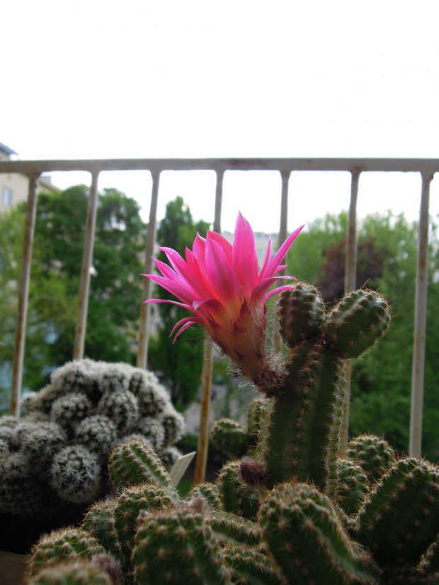 Chamaecereus silvestrii