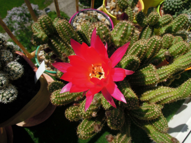 Chamaecereus silvestrii