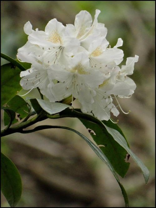 Rododendron..Dzięki Ewo, tego też niewiedziałem tj wiedziałem..ale zapomniałem, mega nazwa..tak czy inaczej-ten jest Twój..:)