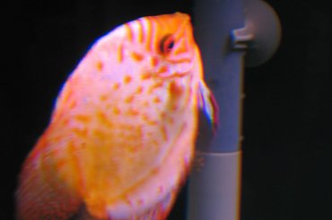 #akwarium #akwarystyka #dyski #dyskowce #paletki #rybki #ryby