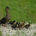 kaczki petały się po ścieżkach rowerowych i niechętnie ustepowały drogi..