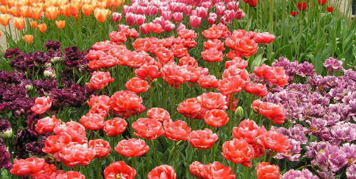 tulipany