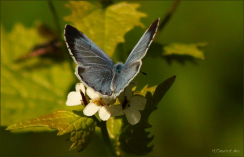 Na wiosennym spacerze - modraszek korydon #kwiaty #motyle #ParkNadmorski