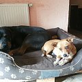 #adopcja #fundacja #hodowla #pies #psy #rottka #rottweiler