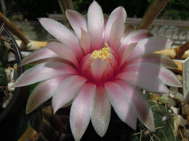 Gymnocalycium baldianum 2 #kaktusy