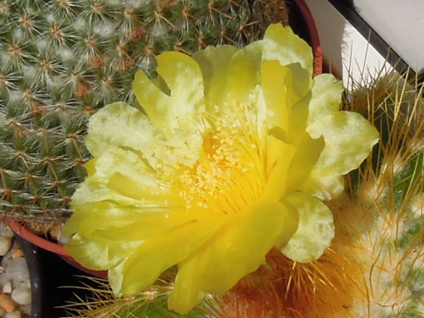 Notocactus magnificus #kaktusy