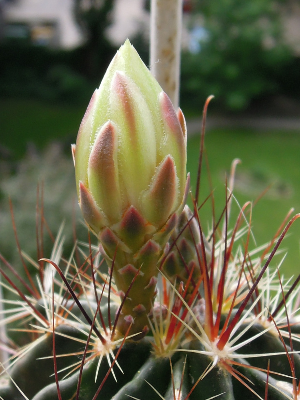 Hamatocactus #kaktusy