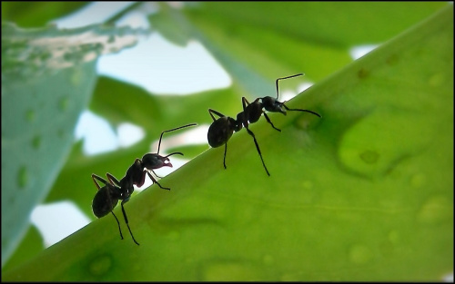 Mrówki na zjeżdżalni :)