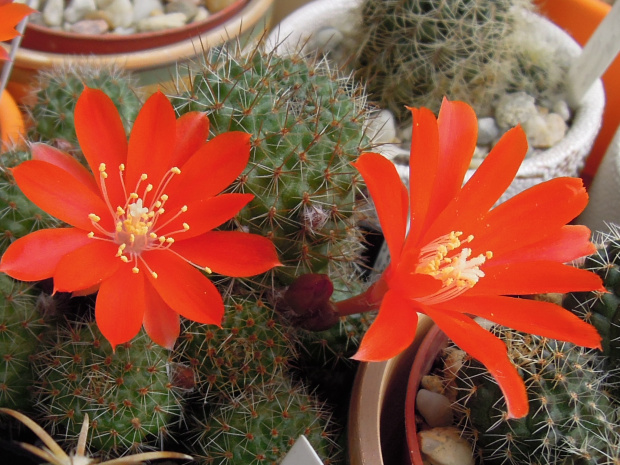 Aylostera cajasensis #kaktusy
