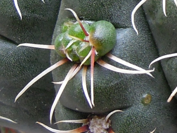 Gymnocalycium baldianum #kaktusy