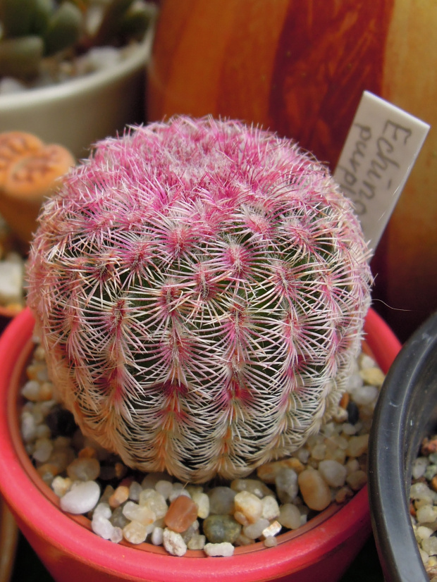 Echinocereus purples #kaktusy