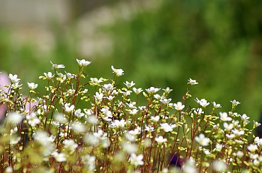 ... drobnica ... :) #kwiaty #łąka #ogród #przyroda #wiosna