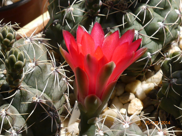 Gymnocalycium baldianum #kaktusy