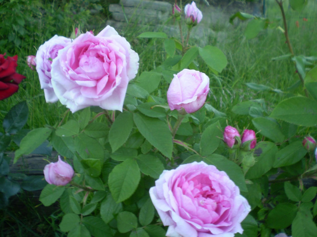 Comte de Chambord