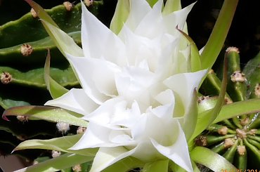 Echinopsis denudatum Dominos #kaktusy