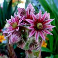 Kwiaty kaktusa