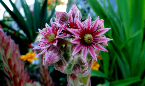 Kwiaty kaktusa