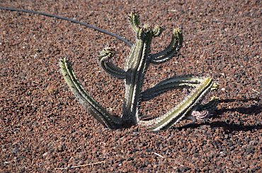 Wulkaniczna wyspa na Atlantyku, pełna kwiatów i zieleni. #Atlantic #Atlantyk #island #ocean #Teneriffe #Teneryfa #volcano #wulkan #wyspa