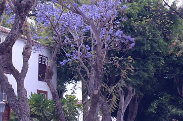 Wulkaniczna wyspa na Atlantyku, pełna kwiatów i zieleni. #Atlantic #Atlantyk #island #ocean #Teneriffe #Teneryfa #volcano #wulkan #wyspa