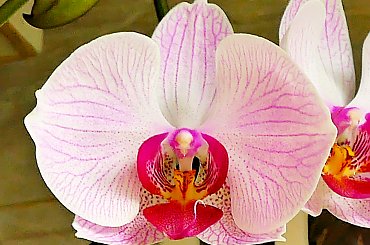 Phalaenopsis #storczyki