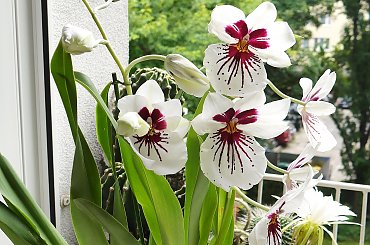 Miltonia #storczyki