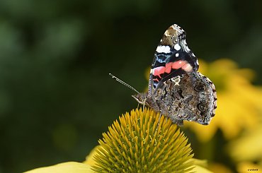 Rusałka admirał #lato #motyle #owady #przyroda