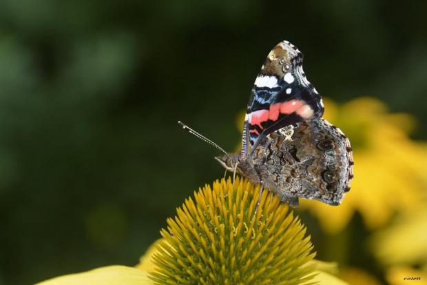 Rusałka admirał #lato #motyle #owady #przyroda